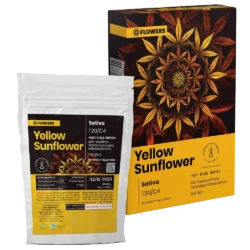 תפרחת קנאביס רפואי ילו סאן פלאור T20-C4 Yellow Sunflower